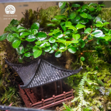 Terrarium Emerald Falls – Bể Đa Giác Đứng – Decor Không Gian Sống