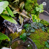 Terrarium Celestial Beast Forest | Trụ Vuông Decor Phòng Khách