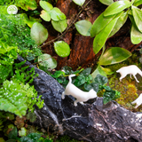 Terrarium Celestial Beast Forest | Trụ Vuông Decor Phòng Khách