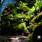 Terrarium Bán Cạn Mộng Trấn Vấn Du | Bể Đa Giác Trang Trí Không Gian Sống