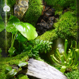 Terrarium Thuý Vân - Bể Trụ - Quà Tặng Và Trang Trí