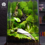 Terrarium Thuý Vân - Bể Trụ - Quà Tặng Và Trang Trí