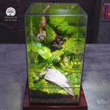Terrarium Thuý Vân - Bể Trụ - Quà Tặng Và Trang Trí