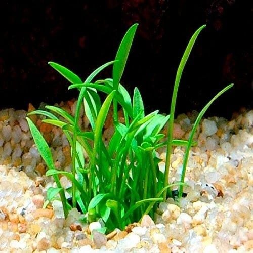 Chuẩn Bị Giá Thể (Substrate) – Cây Tiêu Thảo