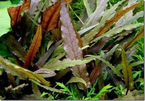 Bước 3: Tưới nước - giữ ẩm - chiếu sáng – Cây Tiêu Thảo