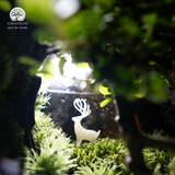 Terrarium