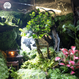 Terrarium