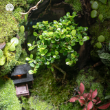 Terrarium