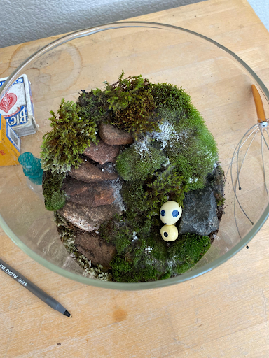 Rêu Bị Mốc Trắng Trong Terrarium