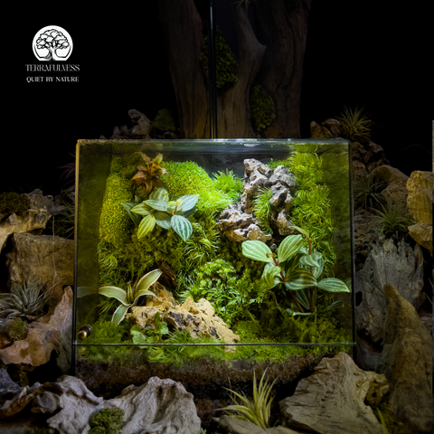 Terrarium Stone Whisper - Bể Đa Giác - Lời Thì Thầm Của Đá