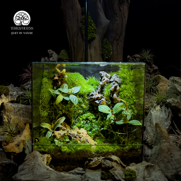 Terrarium Hiện Đại – Trang trí đẹp, hợp nội thất
