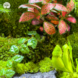 Terrarium Lối Nhỏ An Lành - Bể Đa Giác - Mang Hơi Thở Thiền Và Bình Yên