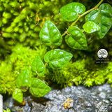 Terrarium Zen An Lạc - Bể Đa Giác Ngang - Trang Trí Và Thiền Định