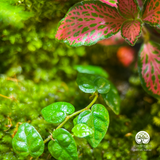 Terrarium Zen An Lạc - Bể Đa Giác Ngang - Trang Trí Và Thiền Định