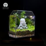 Terrarium An Nhiên - Bể Đa Giác - Quà Tặng Và Trang Trí Nhà Cửa