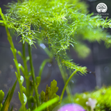 Terrarium An Nhiên - Bể Đa Giác - Quà Tặng Và Trang Trí Nhà Cửa