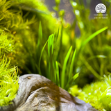 Terrarium An Nhiên - Bể Đa Giác - Quà Tặng Và Trang Trí Nhà Cửa