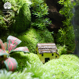 Terrarium