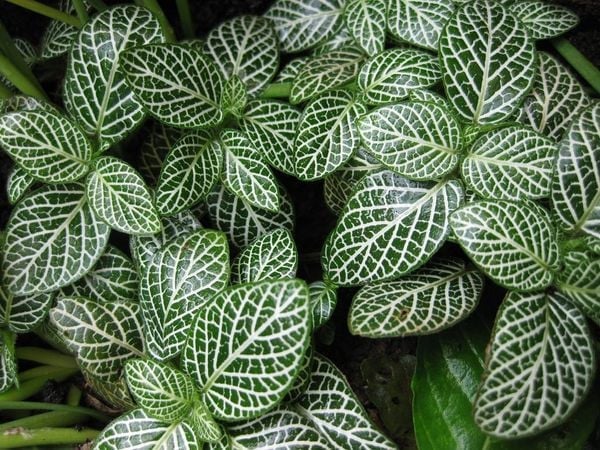 Độ ẩm và tưới nước – Cây Fittonia