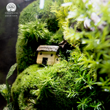 Terrarium