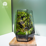 Terrarium Hidden Haven – Bể Đa Giác – Quà Tặng Ý Nghĩa