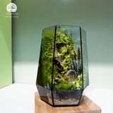 Terrarium Hidden Haven – Bể Đa Giác – Quà Tặng Ý Nghĩa