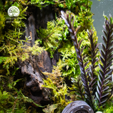 Terrarium Hidden Haven – Bể Đa Giác – Quà Tặng Ý Nghĩa