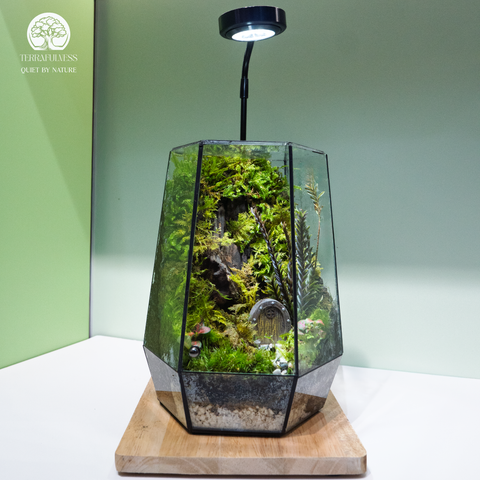 Terrarium Hidden Haven – Bể Đa Giác – Quà Tặng Ý Nghĩa