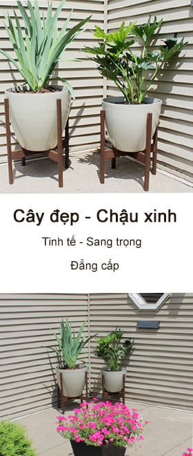 Cây Có Chậu