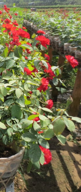 Cây Thân Thảo, Cây Bụi  <br>  Cây Gỗ Nhỏ