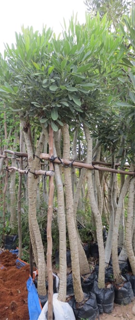 Cây Thân Gỗ