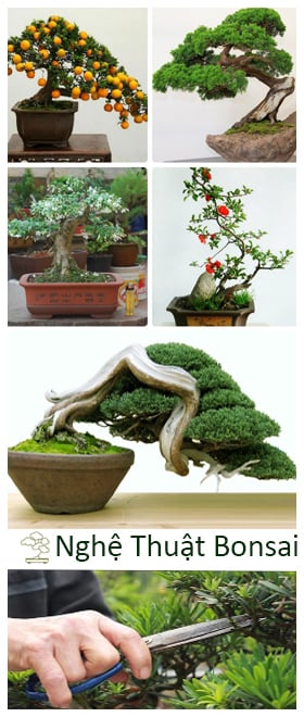 Cây Bonsai