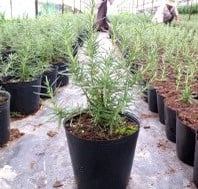Sản phẩm nổi bật 1