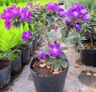 Sản phẩm nổi bật 2