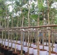 Sản phẩm nổi bật 7