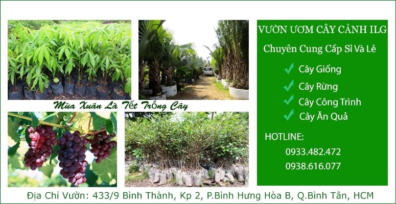 Vườn ươm cây hoa cảnh ILG - banner 1