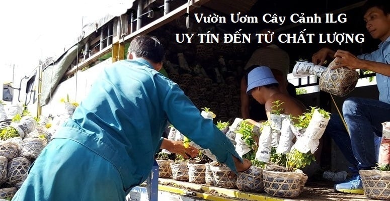 Vườn ươm cây hoa cảnh ILG - banner 2