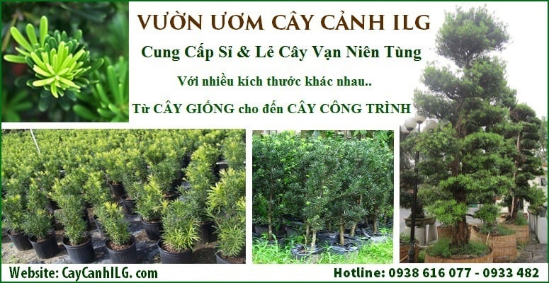 Vườn ươm cây hoa cảnh ILG - banner 3