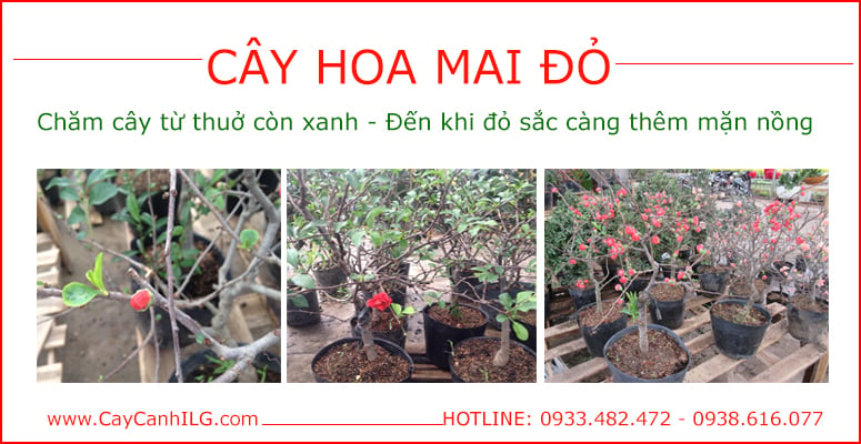 Vườn ươm cây hoa cảnh ILG - banner 4