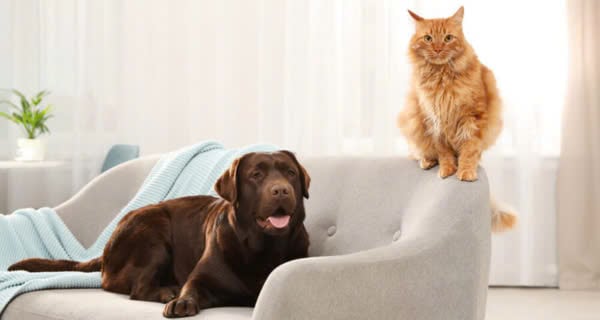 Vải Nội Thất Thú Cưng - Pet-Lover Fabrics