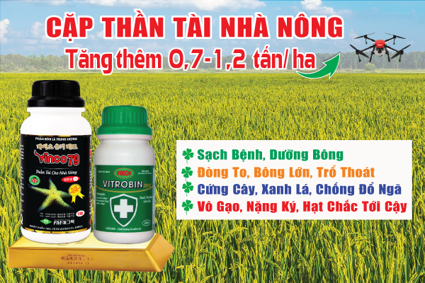 https://thegioinongnghiep.com/blogs/cam-nang-cay-lua/cap-doi-than-tai-giai-phap-tang-them-700-1200-kg-lua-ha