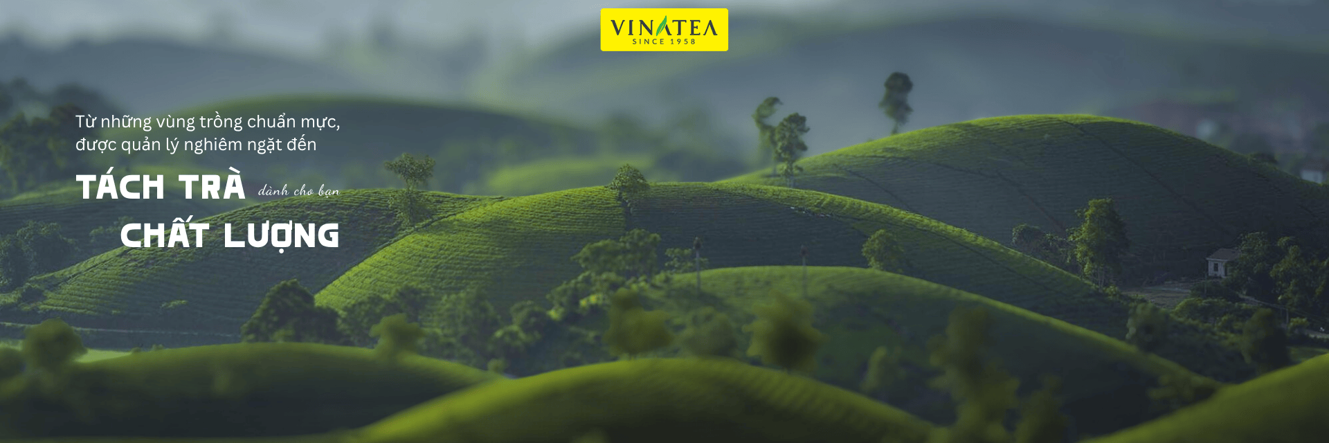 Trà Thảo Mộc – Khơi Dậy Năng Lượng Mỗi Ngày