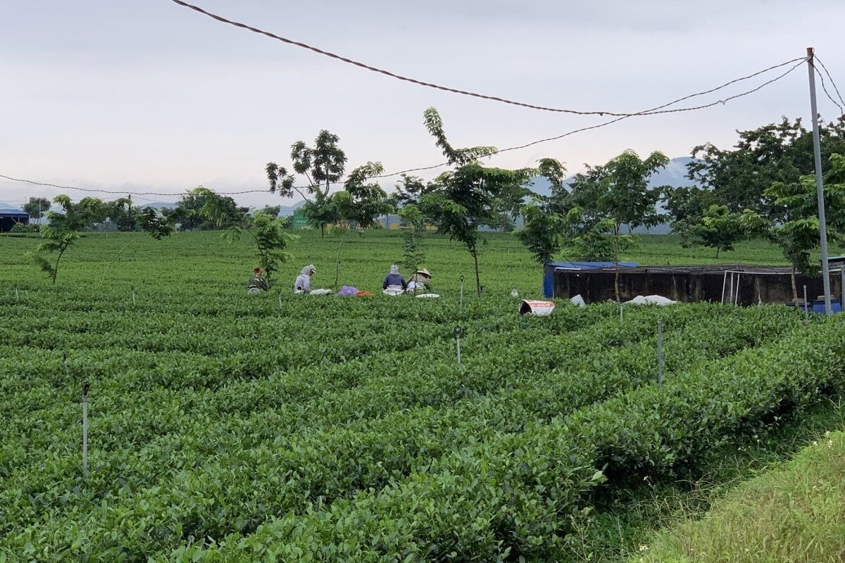Đồi chè của HTX Tâm Trà Việt tại La Bằng – Đại Từ, Thái Nguyên