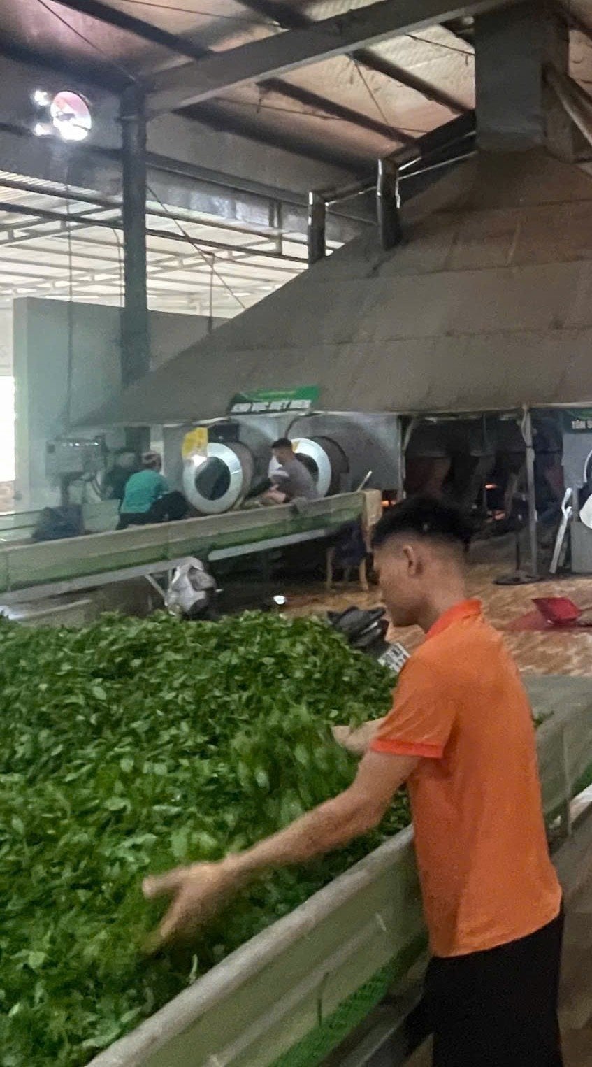Sàn héo và khu sao chảo trong xưởng chế biến của HTX Tâm Trà Việt