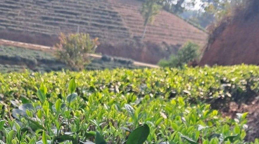 Vùng chè La Bằng - Đại Từ, Thái Nguyên