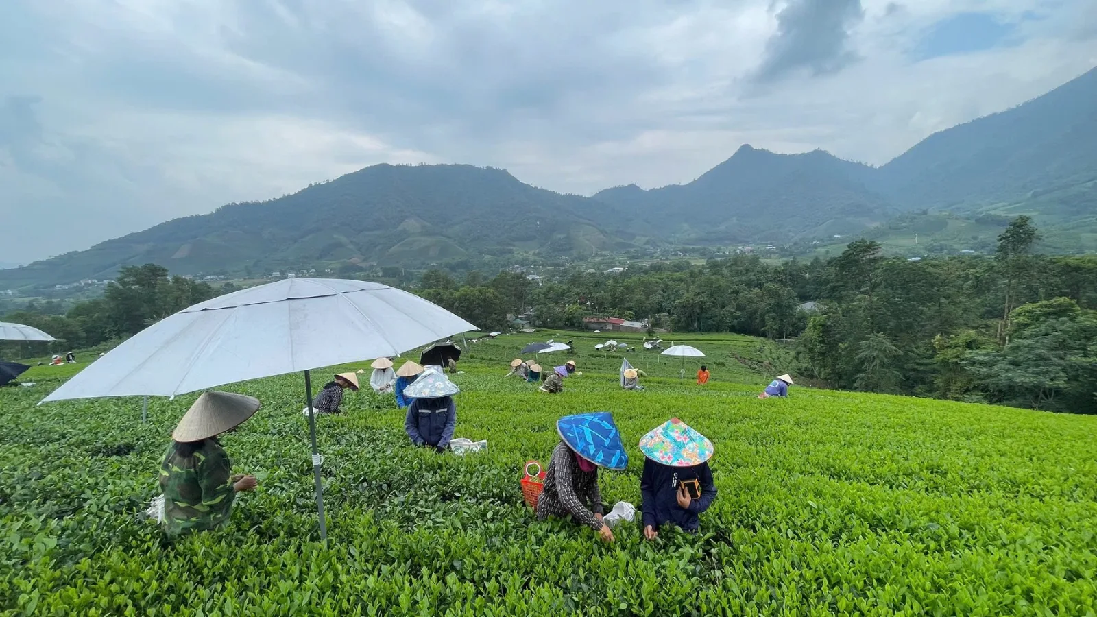 Bà con hái chè dưới chân dãy Tam Đảo, xã La Bằng, Đại Từ, Thái Nguyên
