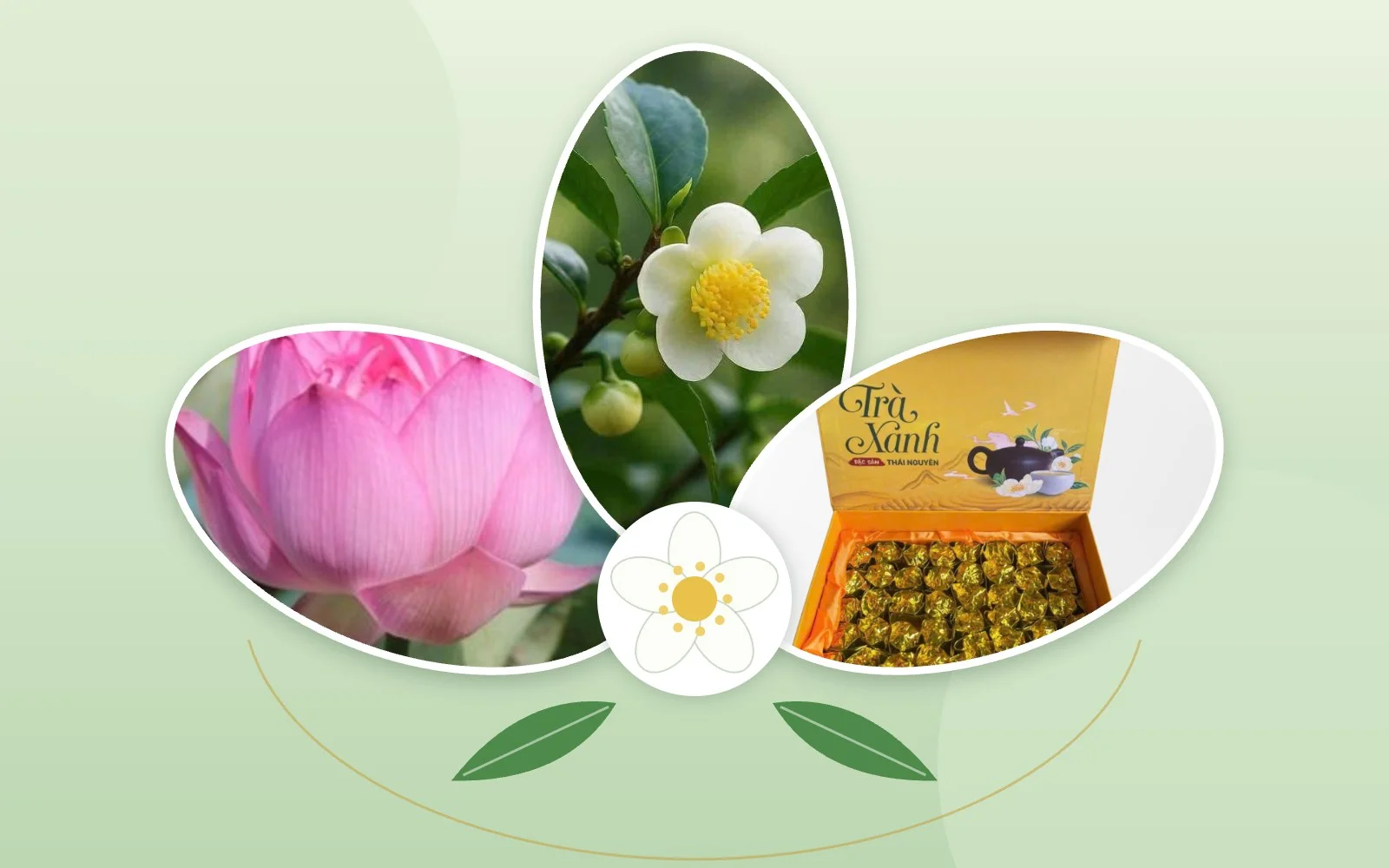 TRÀ HOA VÀ HỘP TRÀ QUÀ TẶNG