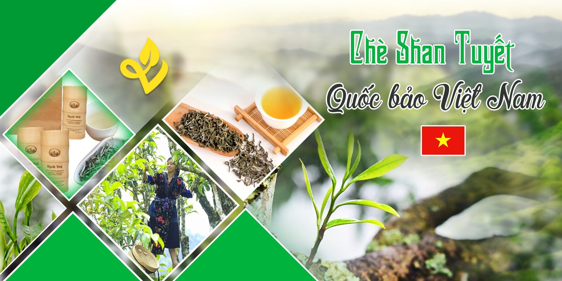 Lục Trà – Trà Xanh Thái Nguyên