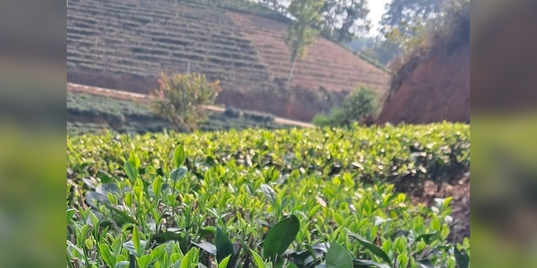 Nguyên liệu pha chế đậm vị – trà sữa, trà đá