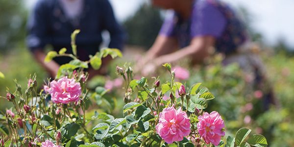 NGUỒN CUNG ỨNG ỔN ĐỊNH